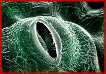 Image result for plant stomata