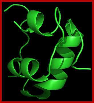Image result for Insulin proteins 3 D structural features