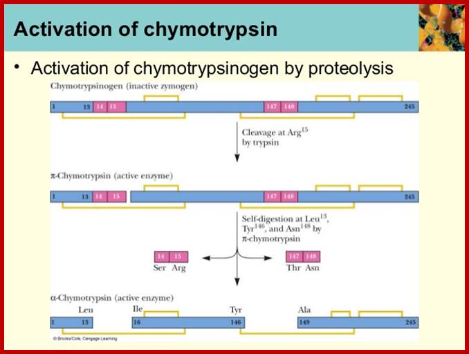 Image result for chymotrypsinogen and chymotrypsin