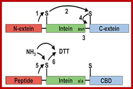 Image result for extein and intein of proteins