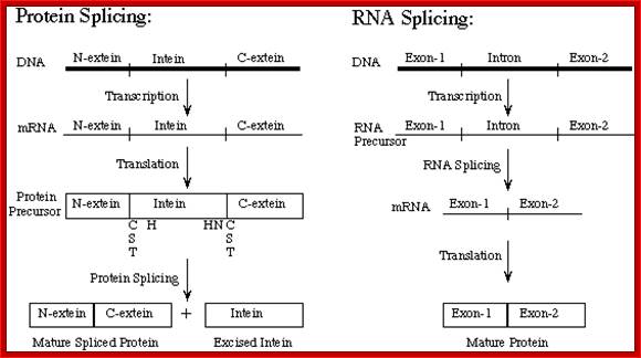 Protein Splicing 