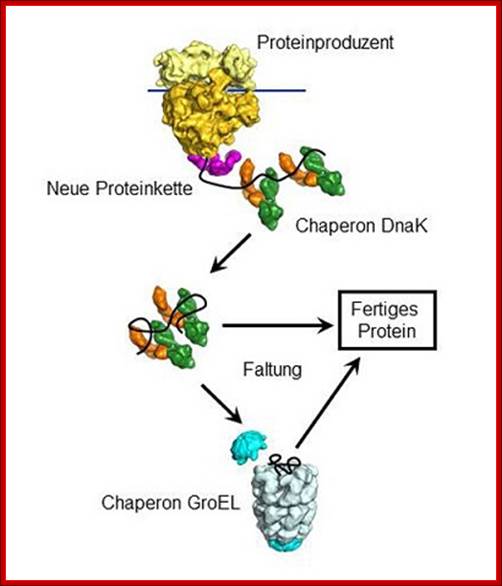  Max Planck scientists identify key player of protein folding 