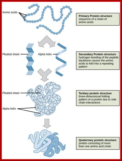 Shown are the four levels of protein structure. The primary structure is the amino acid sequence. Secondary structure is a regular folding pattern due to hydrogen bonding. Two types of secondary structure are shown: a beta pleated sheet, which is flat with regular ripples, and an alpha helix, which coils like a spring. Tertiary structure is the three-dimensional folding pattern of the protein due to interactions between amino acid side chains. Quaternary structure is the interaction of two or more polypeptide chains.