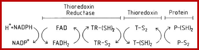 Image result for Thioredoxin