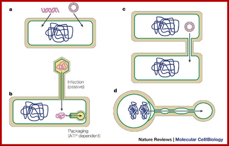 DNA transport in bacteria
