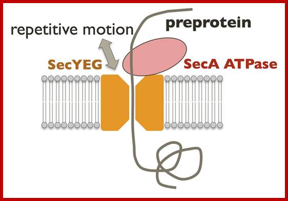 Image result for  Protein Translocation machinery