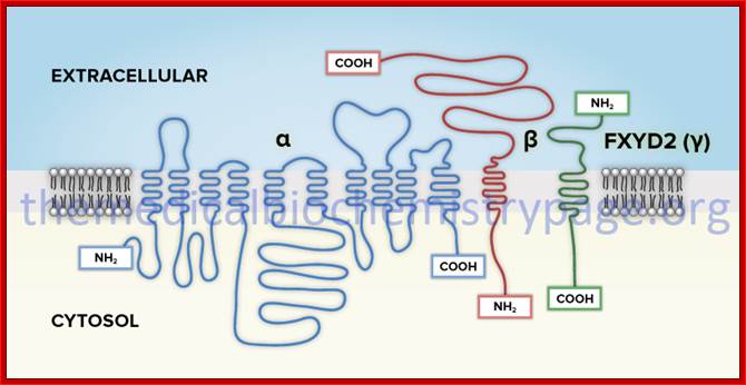 membrane organization of Na-K-ATPase subunits