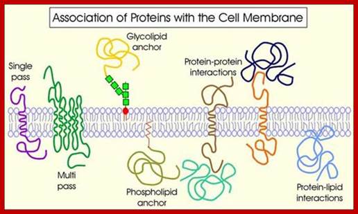 Image result for Proteins anchored to GPI