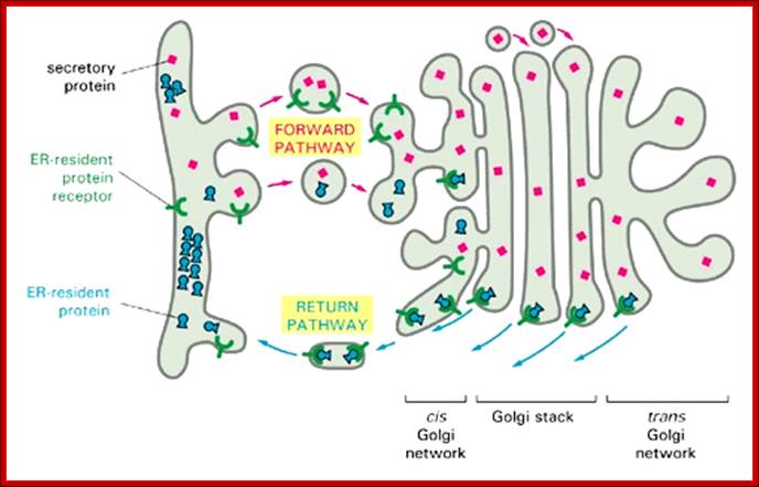 Figure 13-7. The mechanism used to retain resident proteins in the ER.