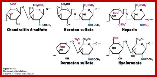 Image result for dermatan sulphate structure