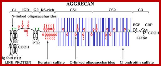 Image result for The structural domains of aggrecan: