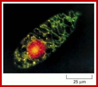 Figure 14-50. Mitochondrial and nuclear DNA stained with a fluorescent dye.