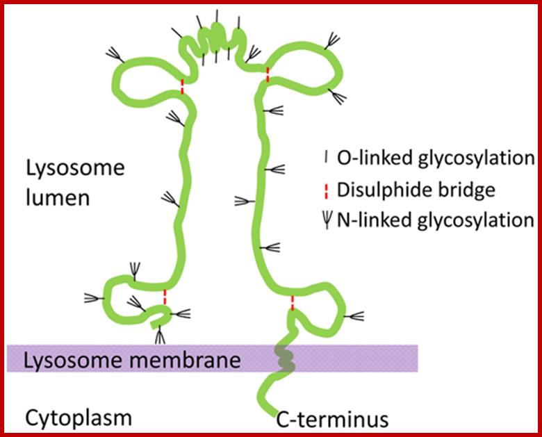 The schematic structure of the lysosome associated membrane protein LAMP-2.
