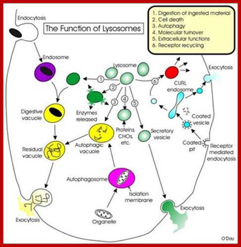 Lysosome-Functions1