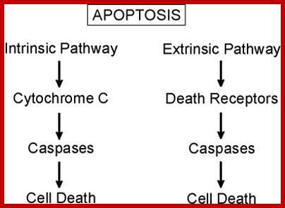 Apoptosis Pathways 1