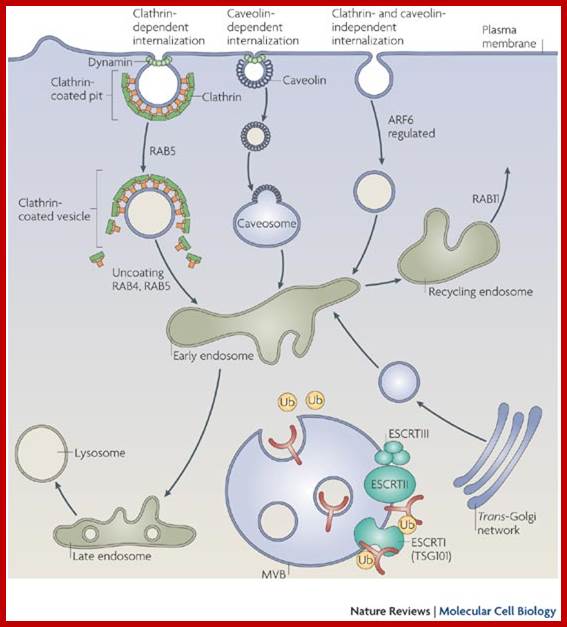 New roles for endosomes: from vesicular carriers to multi-purpose platforms