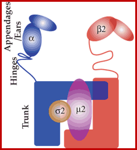AP2 adaptor protein complex
