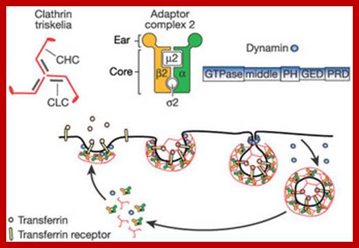 A schematic diagram shows the steps of clathrin-mediated endocytosis, including the formation of a clathrin-coated pit, the release of a clathrin-coated vesicle, and the recycling of components. The diagram also includes enlarged illustrations of some of the protein components of this pathway, including a clathrin triskelion, adaptor complex 2, and dynamin.