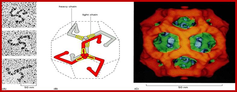 Figure 13-50. The structure of a clathrin coat.