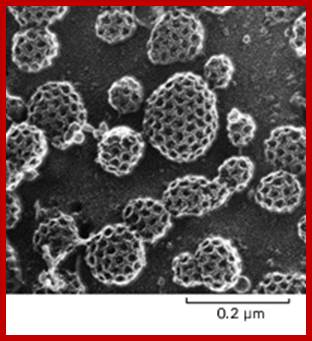 Figure 13-49. Clathrin-coated pits and vesicles.