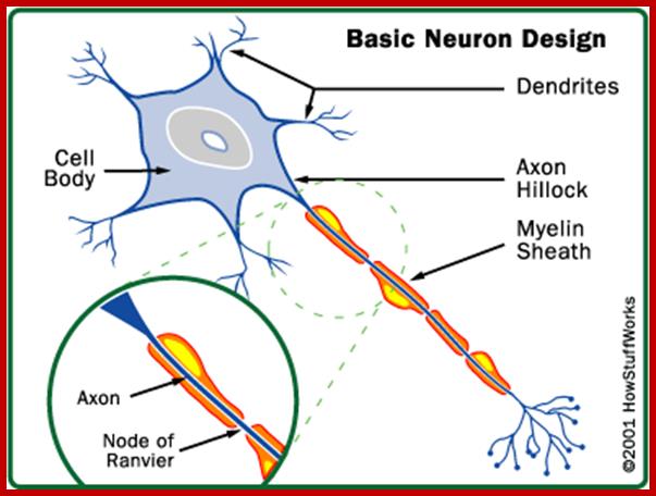brain-neuron