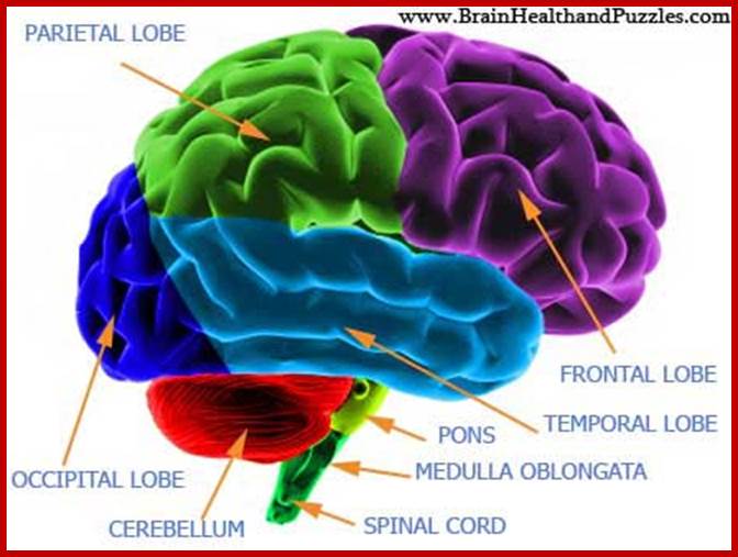 Basic Parts of Brain