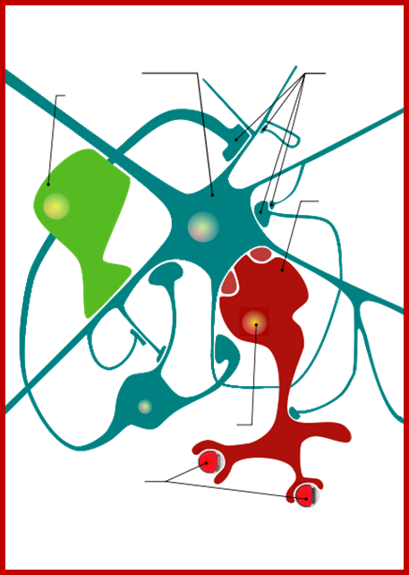424px-Neuron_glial_cells_diagram_dumb