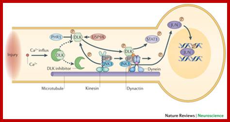 Retrograde signalling via the JUN kinase pathway after an axonal lesion.