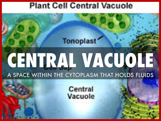 Image result for plant cell large central vacuole