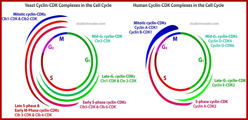 http://studentreader.com/files/biochemical_pathway_mitosis_cycle-large.png
