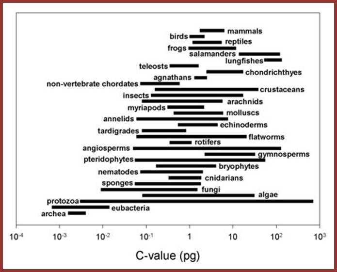 Summary figure of C-Values from Gregory 2004a