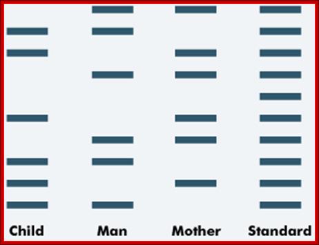 DNA profiles of the mother, child and man compared to the standard