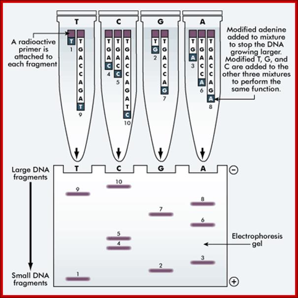 the sanger method of DNA sequencing