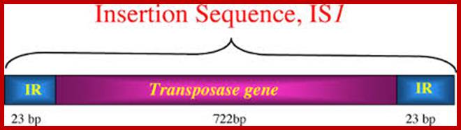 Image result for  transposase gene