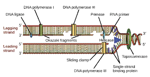 Image result for dna replication errors in AC mismatch