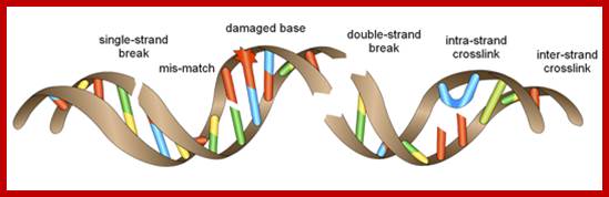 Image result for DNA break and repair