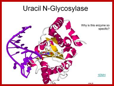 Image result for Uracil glycosylase