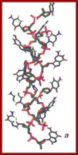 Image result for Pauling and corey DNA model