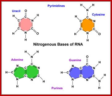 Image result for DNA nitrogen bases and their tautomeric states