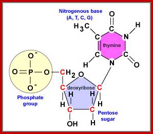 Image result for Deoxy ribonucleotides