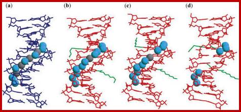 Hydration structures in the minor grooves of the unmodified (a), DD1a (b), DD1b (c) and DD2 (d) DNA:DNA duplexes. The unmodified duplex is shown in blue lines while the present duplexes are shown in red lines. The aminohexyl, carbamoyl and methoxyl groups are colored green. In the unmodified duplex, the cyan spheres are water molecules and the gray spheres are solvent molecules partially occupied by sodium ions and water molecules. In DD1a and DD1b, the water molecules are in cyan, and the potassium ions are in gray.