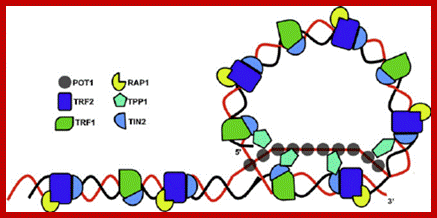 Image result for Model for telomerase regulation at chromosome ends