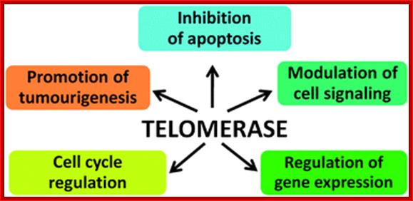 telomerase