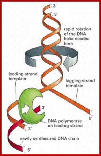 Figure 5-24. The “winding problem” that arises during DNA replication.