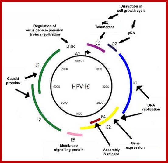 HPV genome