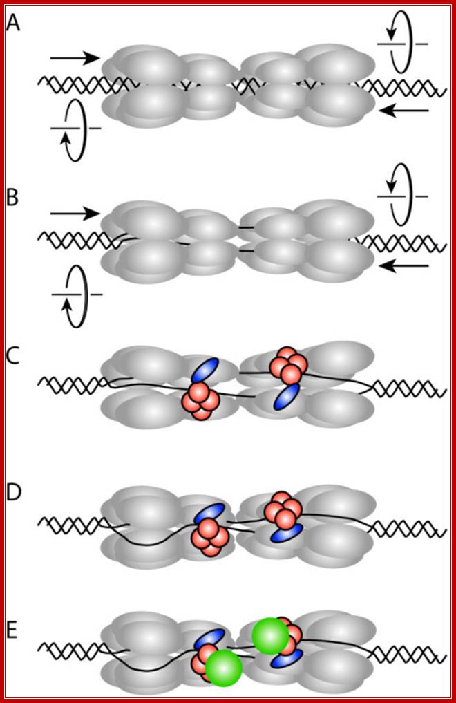 Model for the initial assembly of the archaeal replisome based on recent advances in the eukaryotic DNA replication field (see [8,9]). (a) A double hexamer of MCM (gray) is loaded on double-stranded DNA at an archaeal replication origin. (b) The two individual hexamers are held together, so that, instead of moving apart, they will pump DNA into the central cavity of the assembly. If the pumping has a defined handedness, DNA will be unwound in the centre of the double hexamer. (c) The GINS complex (orange) in conjunction with RecJdbh or GAN (blue) stabilizes an open form of the hexameric MCM and allows extrusion of one DNA strand. (d) Resealing the MCM hexamer traps the displaced strand between the outside of MCM and the GINS assembly. (e) GINS recruits DNA primase (green).