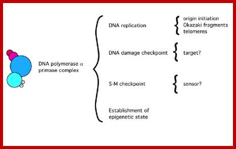 FIGURE 3 . Functions of the pol-prim complex in DNA metabolism. 
                