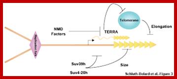 Image result for Replication of DNA terminal regions- Telomeric DNA