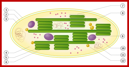 Description: File:Chloroplast.svg