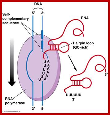 Image result for RNA polymerase a transcription termination stage